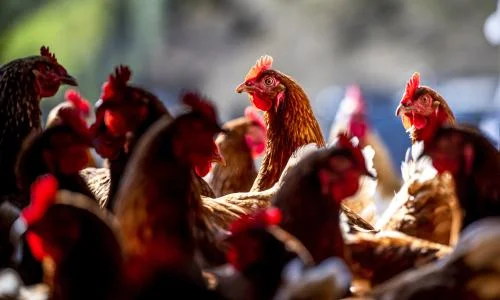 Two more poultry cullers have been infected as Colorado's avian flu crisis worsens