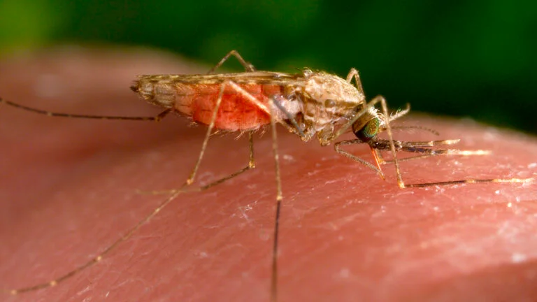 Verification of Hampden County, Massachusetts First Human Case of West Nile Virus