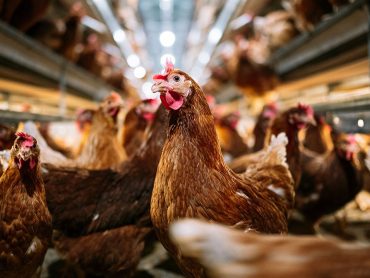 Washington Reports Amongst First Human Bird Flu Cases