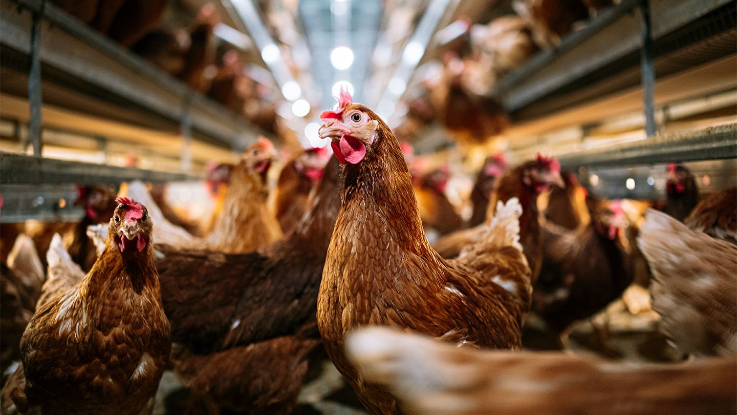 Washington Reports Amongst First Human Bird Flu Cases