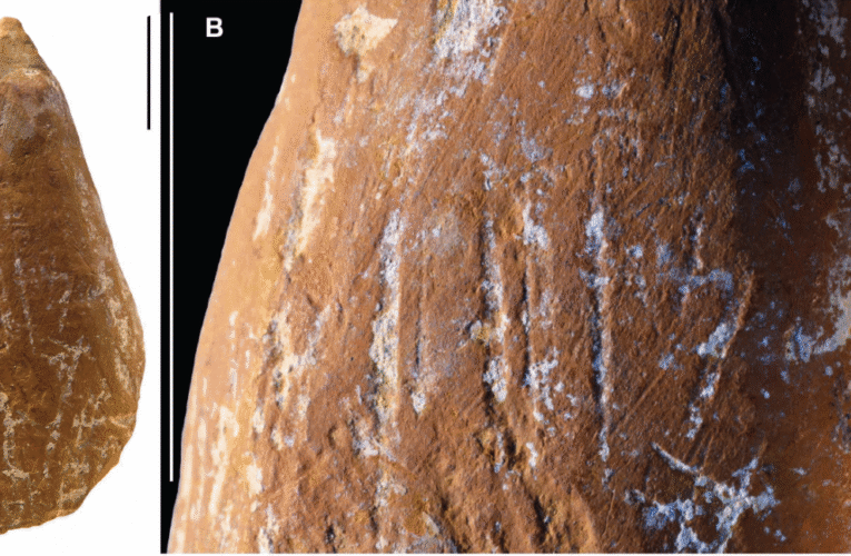 Des marques d’usure indiquent que les Néandertaliens fabriquaient des crayons ocre